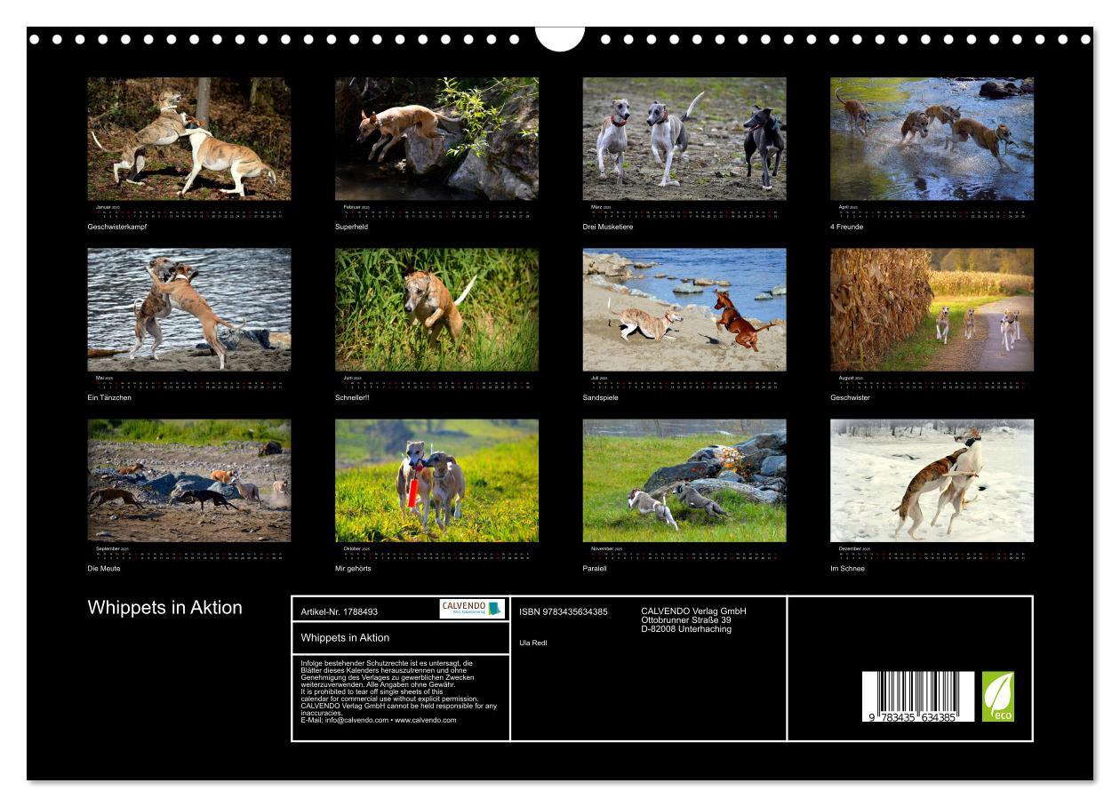 Bild: 9783435634385 | Whippets in Aktion (Wandkalender 2025 DIN A3 quer), CALVENDO...