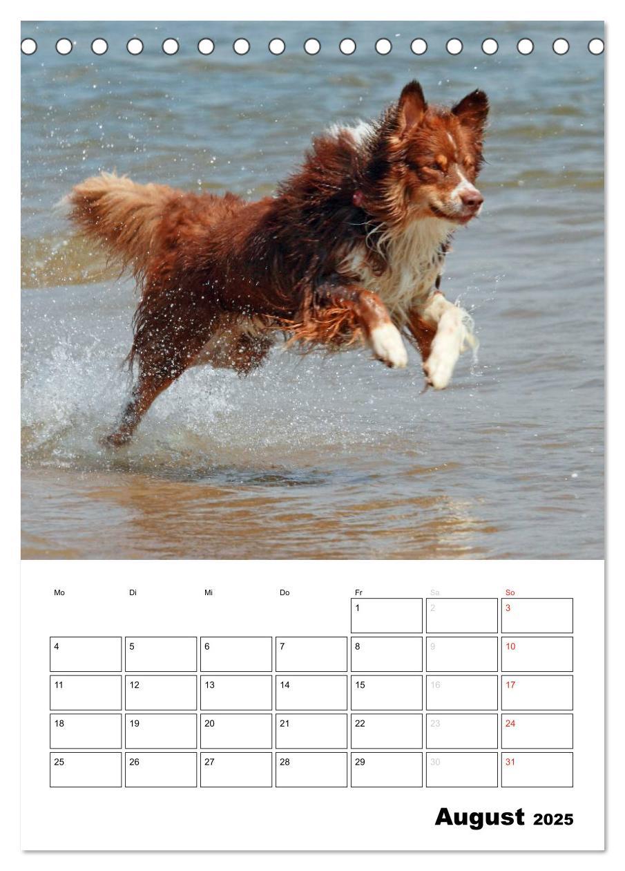 Bild: 9783457079331 | Australian Shepherd (Tischkalender 2025 DIN A5 hoch), CALVENDO...