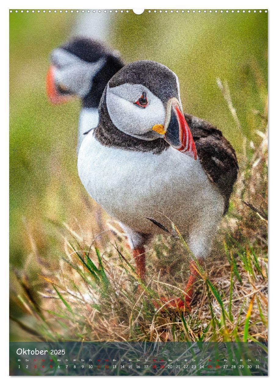 Bild: 9783435849390 | Naturerlebnis Puffin (Wandkalender 2025 DIN A2 hoch), CALVENDO...