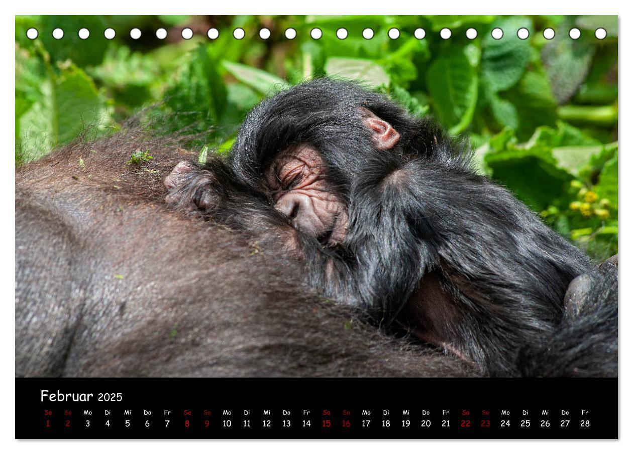 Bild: 9783435118700 | Berggorillas: die bedrohten Riesen (Tischkalender 2025 DIN A5...