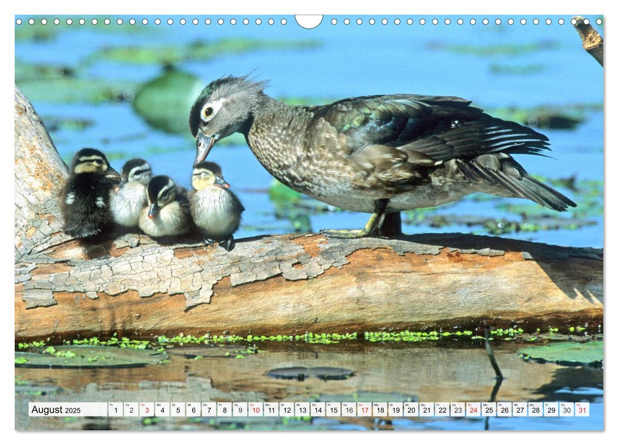 Bild: 9783435178704 | Enten. Bezaubernde und beliebte Schwimmer (Wandkalender 2025 DIN A3...