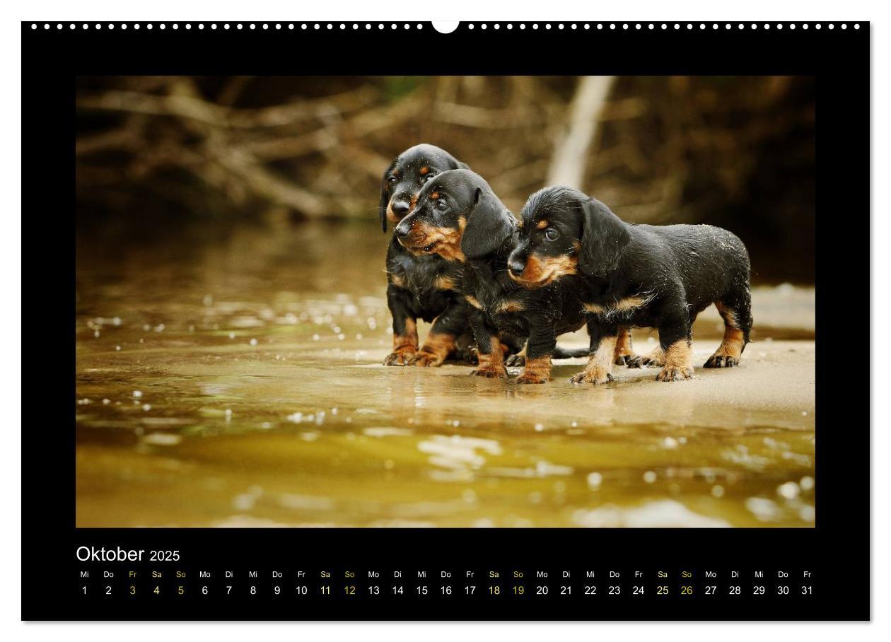 Bild: 9783435640744 | Allerlei Hundekinder (Wandkalender 2025 DIN A2 quer), CALVENDO...