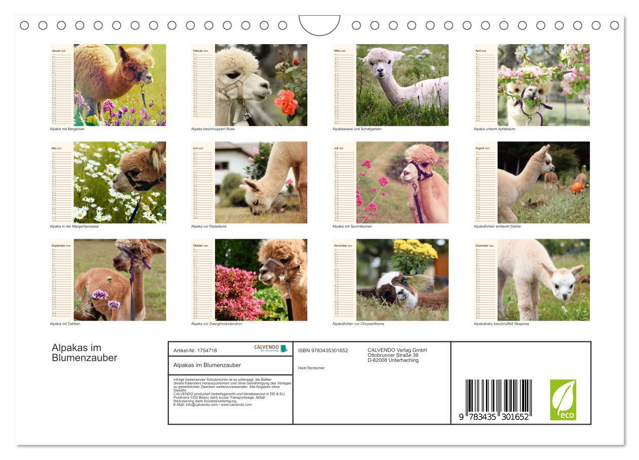 Bild: 9783435301652 | Alpakas im Blumenzauber (Wandkalender 2025 DIN A4 quer), CALVENDO...