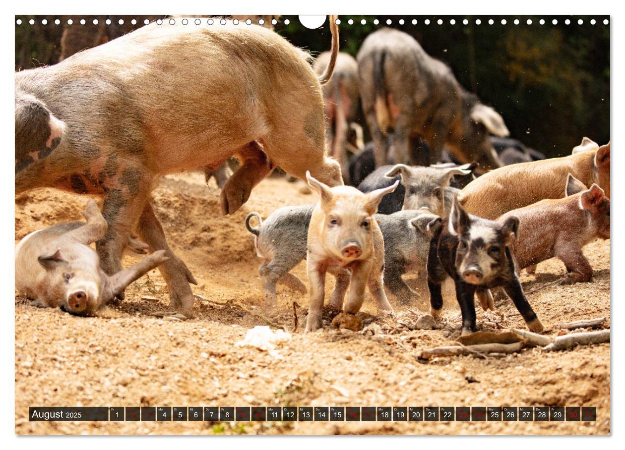 Bild: 9783435261529 | Korsika - süße, wilde Schweinchen (Wandkalender 2025 DIN A3 quer),...