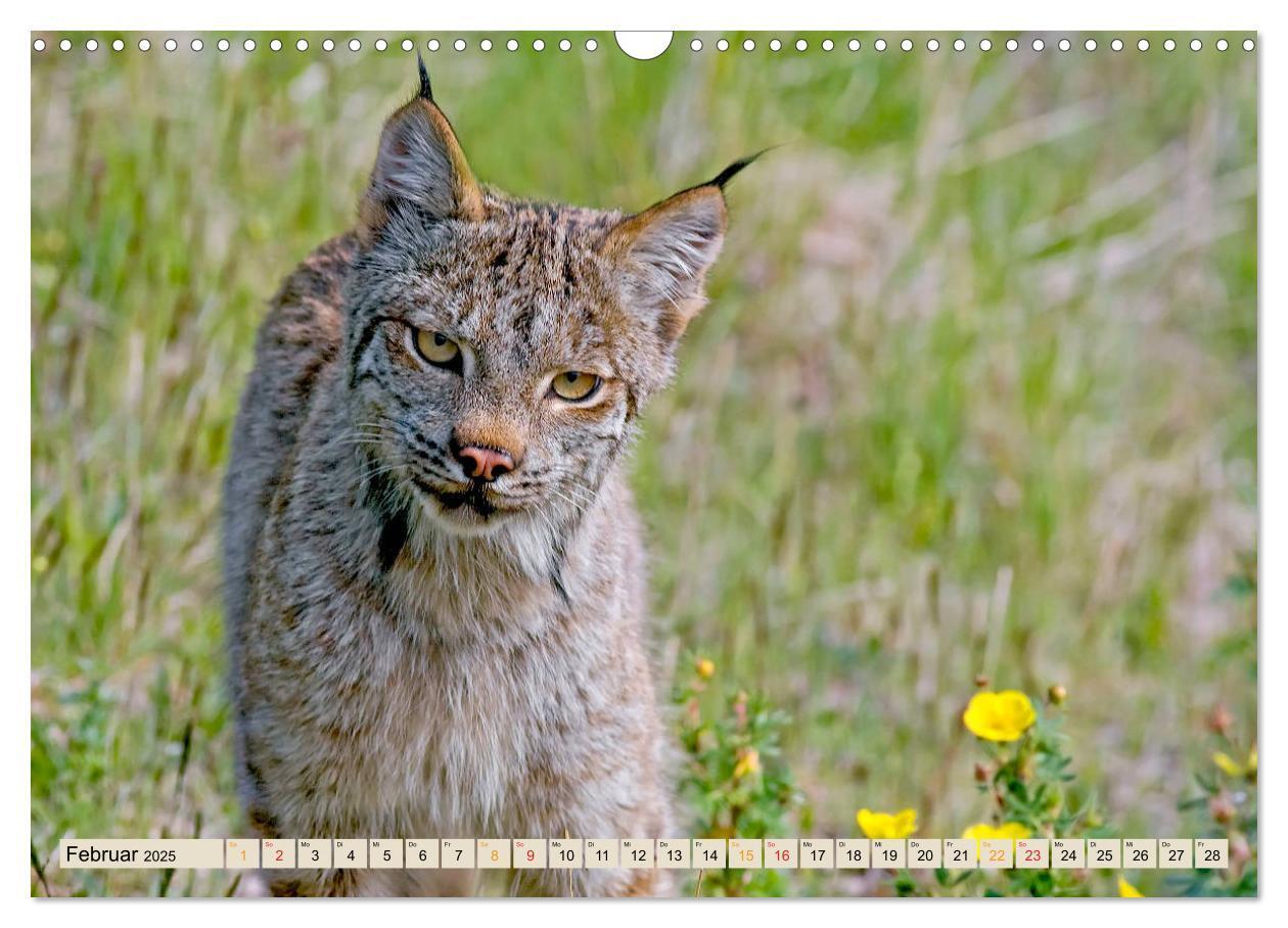 Bild: 9783435118397 | Raubkatze Luchs (Wandkalender 2025 DIN A3 quer), CALVENDO...