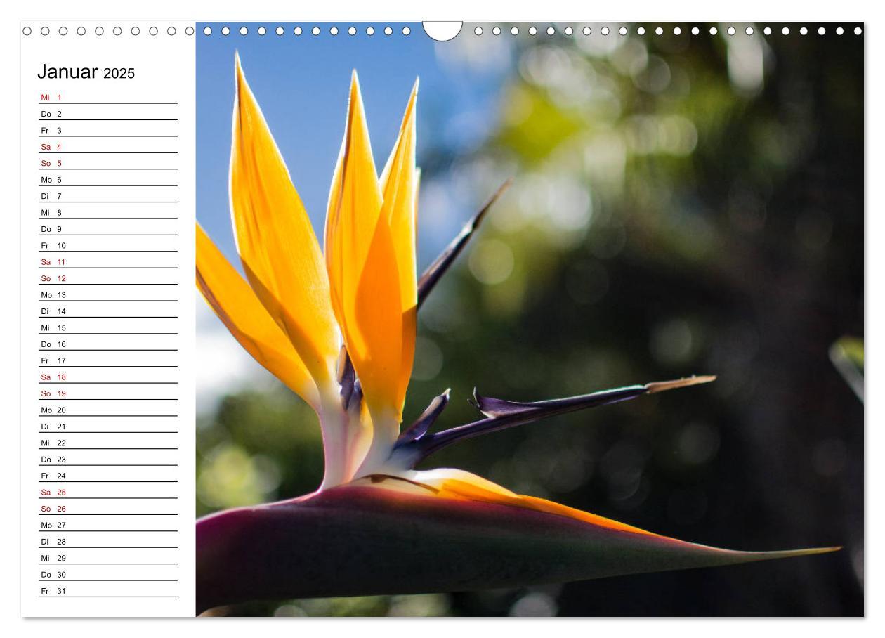 Bild: 9783435398553 | Strelitzien - die Paradiesvögel unter den Blumen (Wandkalender 2025...