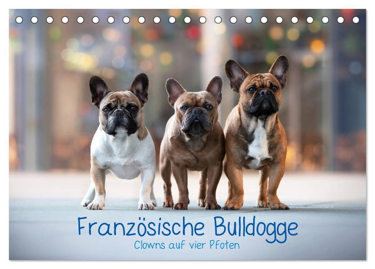 Cover: 9783675682467 | Französische Bulldogge - Clowns auf vier Pfoten (Tischkalender 2024...