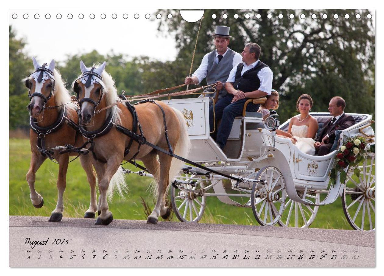 Bild: 9783435505494 | Haflinger-Pferde in Reinzucht (Wandkalender 2025 DIN A4 quer),...