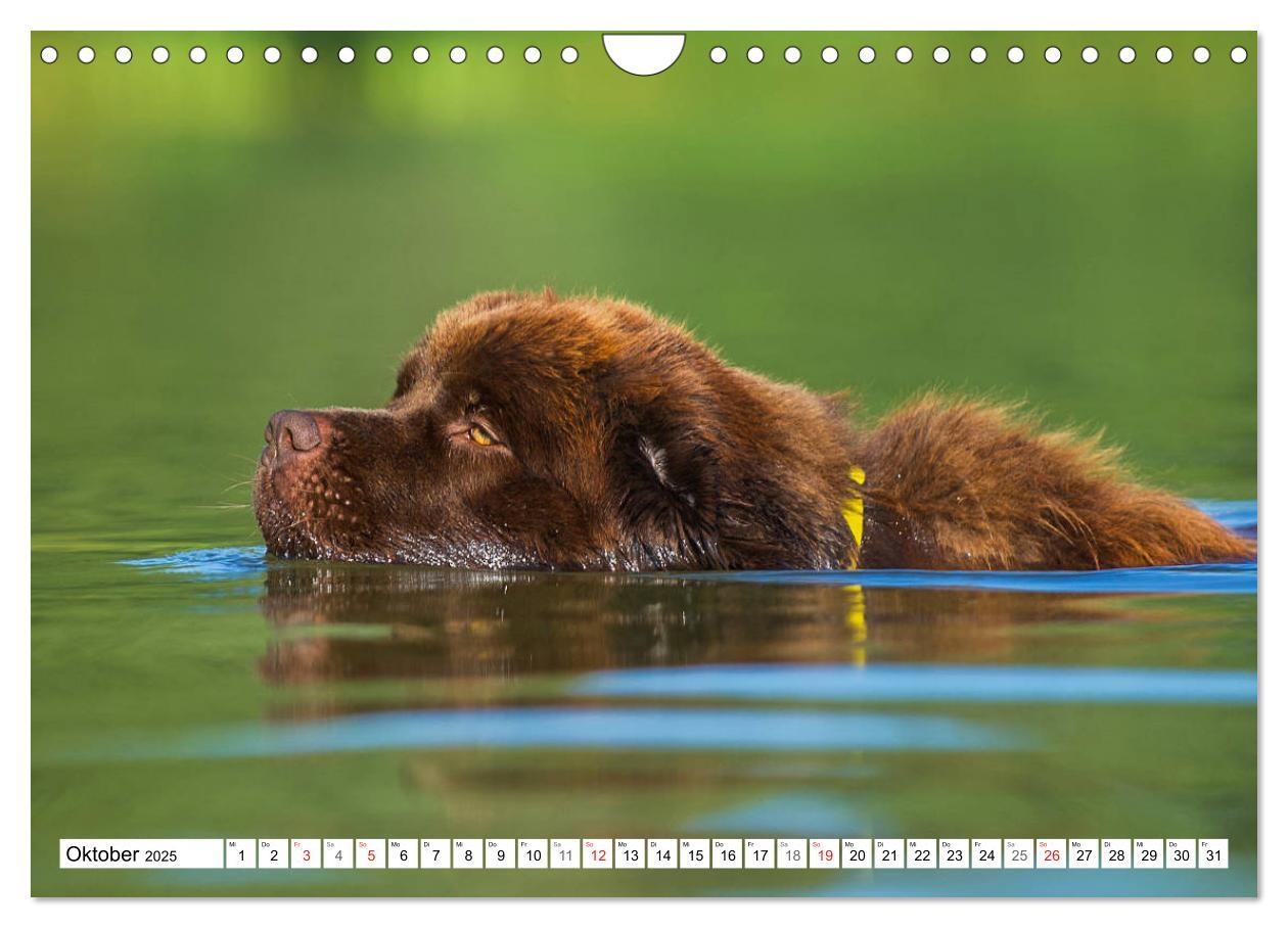 Bild: 9783435311286 | Neufundländer - Ein bärenstarker Freund (Wandkalender 2025 DIN A4...