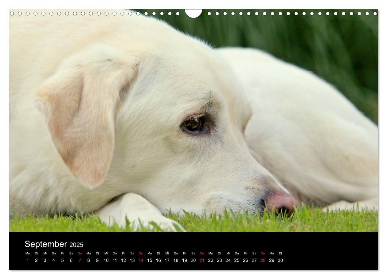 Bild: 9783435756575 | Labrador Retriever 2025 (Wandkalender 2025 DIN A3 quer), CALVENDO...