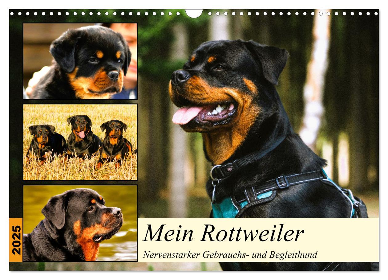 Cover: 9783383948138 | Mein Rottweiler. Nervenstarker Gebrauchs- und Begleithund...