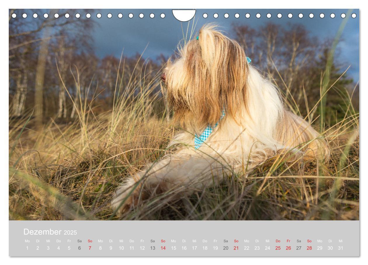 Bild: 9783435427239 | BEARDED COLLIES 2025 (Wandkalender 2025 DIN A4 quer), CALVENDO...