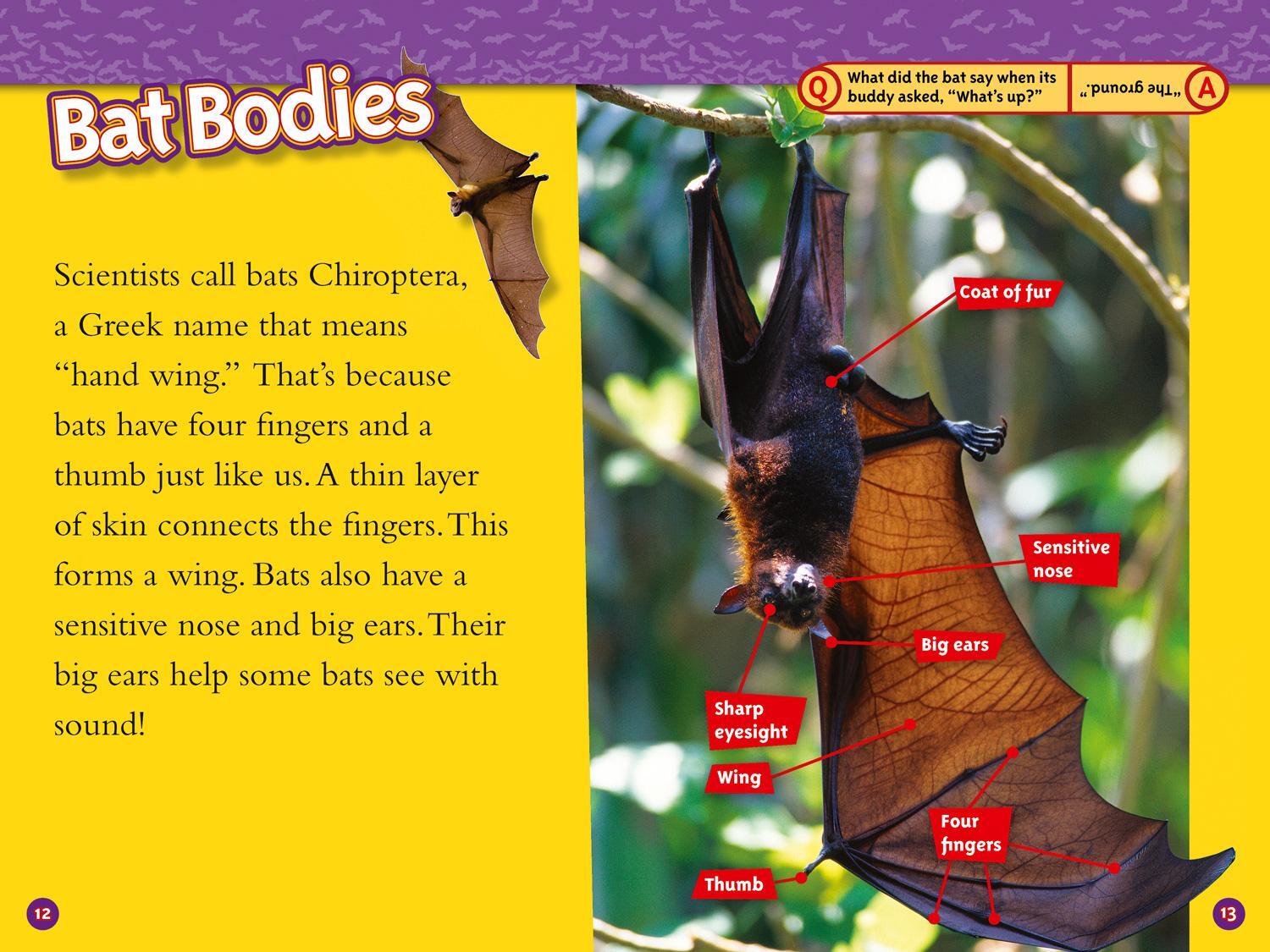 Bild: 9780008266707 | Bats | Level 3 | Elizabeth Carney (u. a.) | Taschenbuch | Englisch