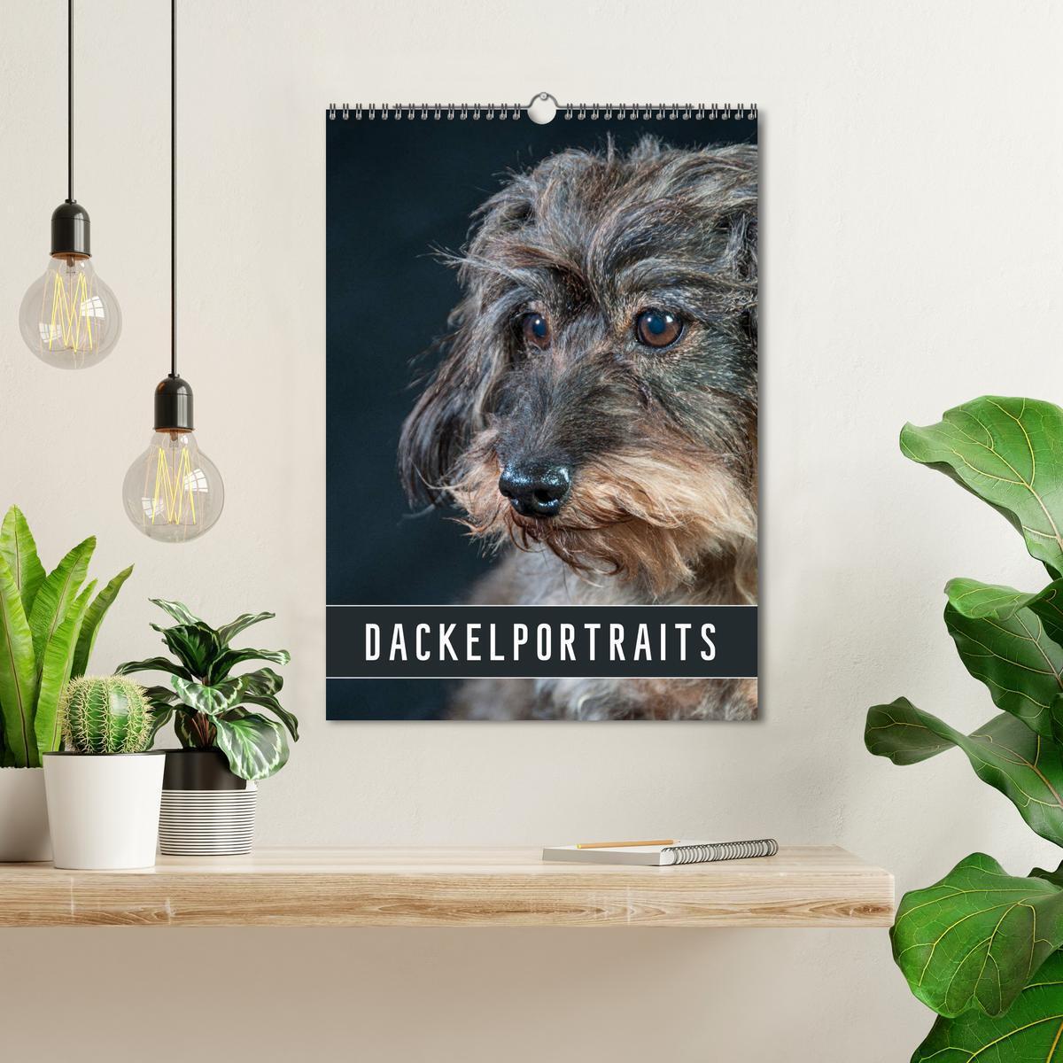 Bild: 9783435973668 | Dackelportraits (Wandkalender 2025 DIN A3 hoch), CALVENDO...