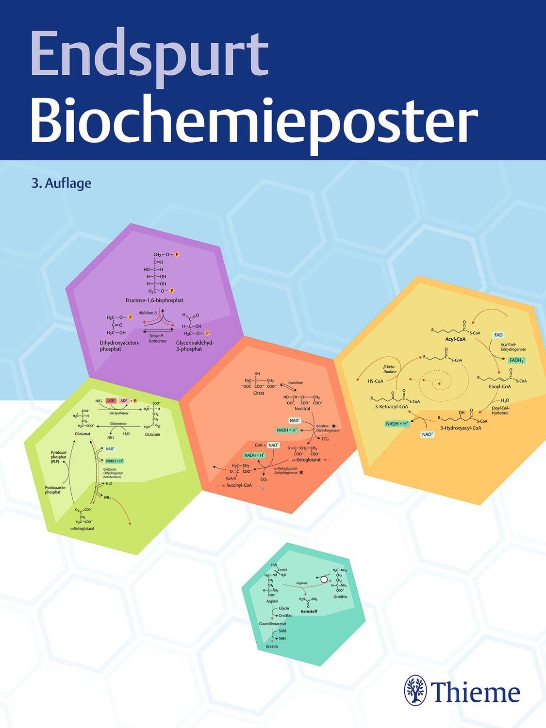 Cover: 9783132445833 | Endspurt Biochemieposter | Poster | Poster | 1 S. | Deutsch | 2023