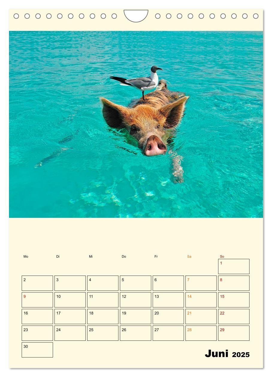 Bild: 9783435904563 | Lustig verrückt - der Tierkalender (Wandkalender 2025 DIN A4 hoch),...