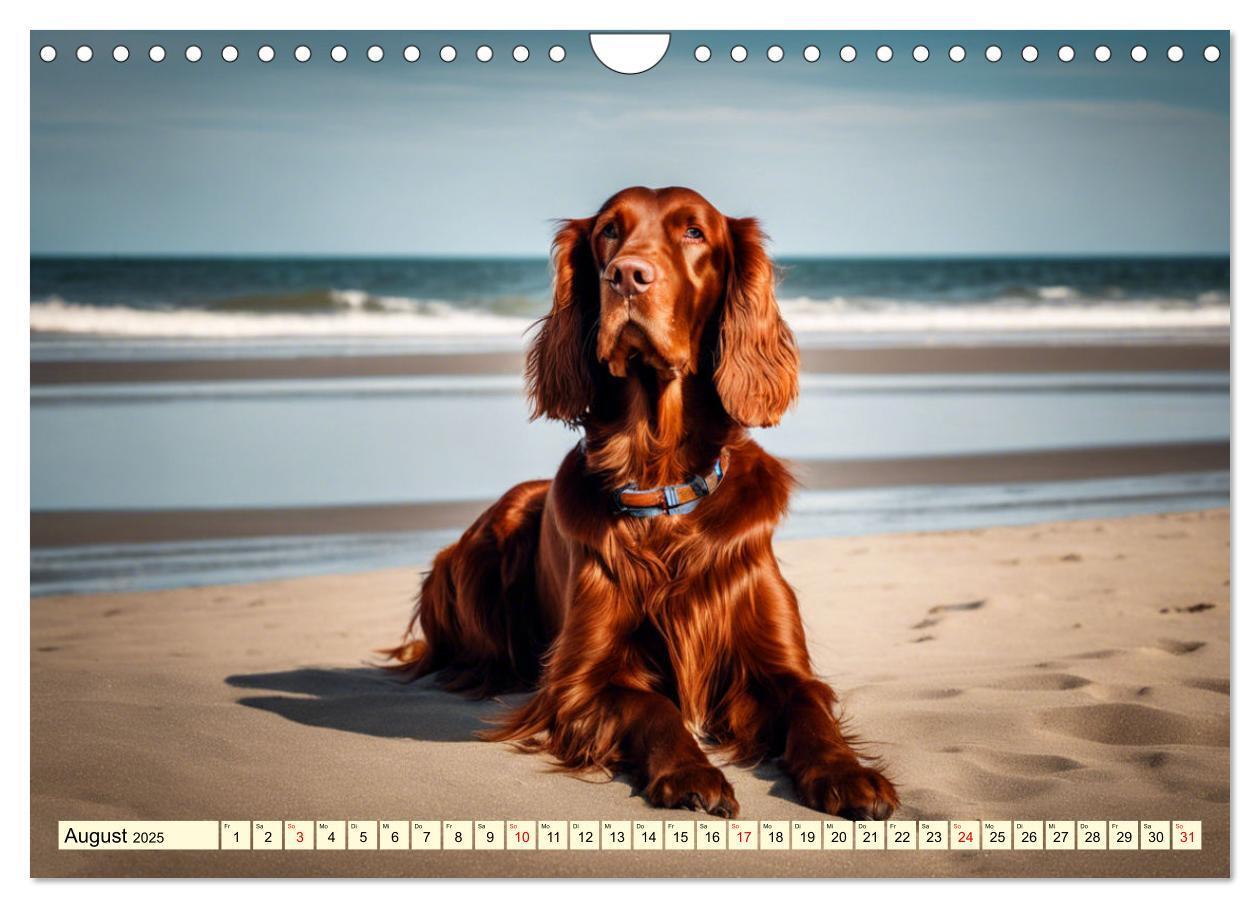 Bild: 9783435010844 | Irish Setter - Anmut pur (Wandkalender 2025 DIN A4 quer), CALVENDO...