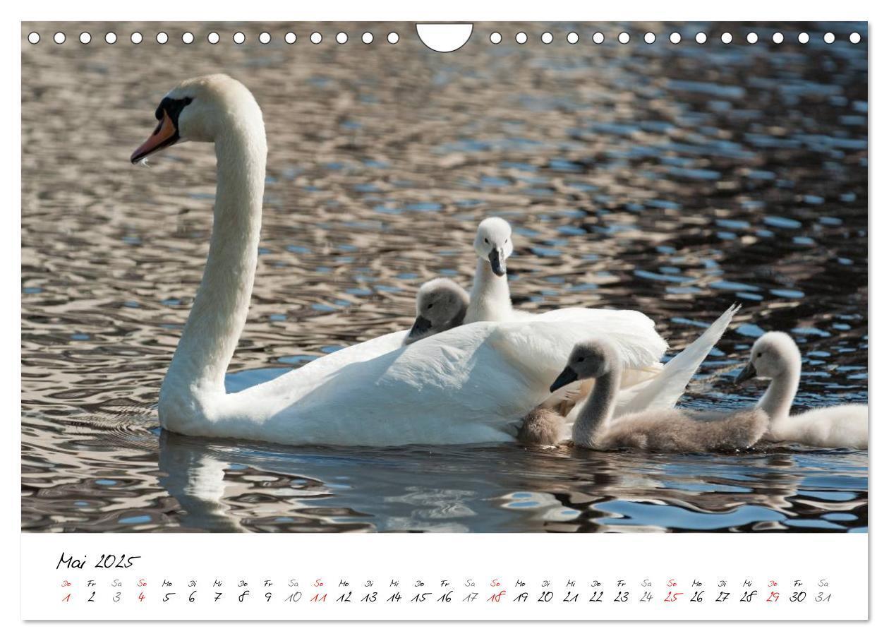 Bild: 9783435651313 | Vom Küken zum Schwan (Wandkalender 2025 DIN A4 quer), CALVENDO...