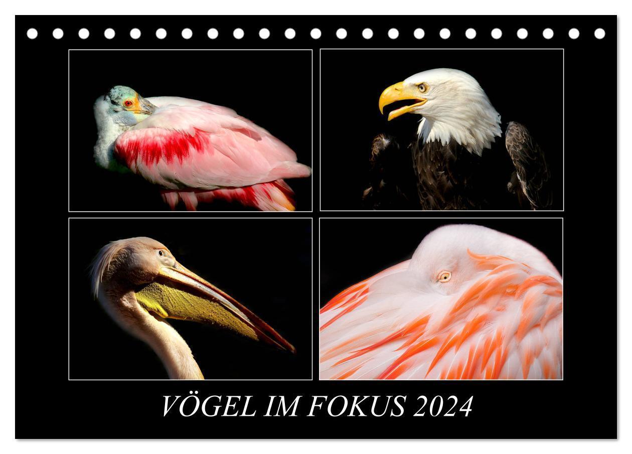 Cover: 9783675533257 | Vögel im Fokus 2024 (Tischkalender 2024 DIN A5 quer), CALVENDO...