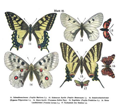 Bild: 9783950307719 | Schmetterlings-Atlas | Buch | Leporello | Deutsch | 2011
