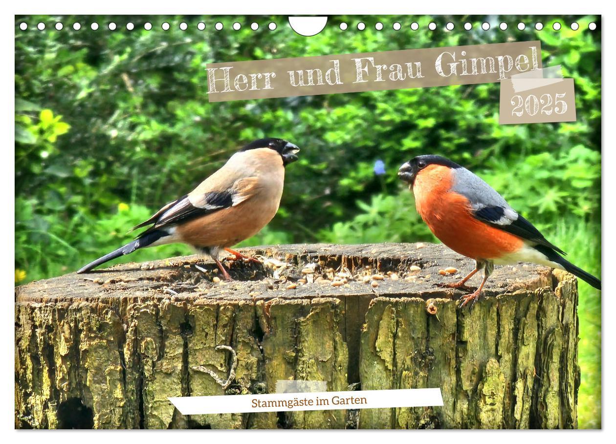 Cover: 9783457160275 | Herr und Frau Gimpel - Stammgäste im Garten (Wandkalender 2025 DIN...