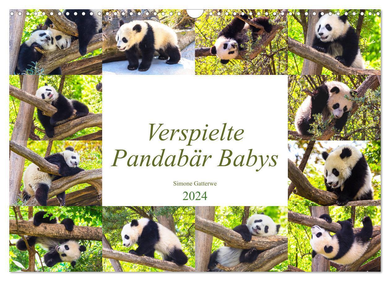 Cover: 9783675567658 | Pandabär Babys (Wandkalender 2024 DIN A3 quer), CALVENDO...