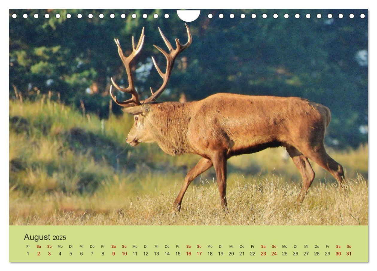 Bild: 9783435392131 | Küsten Hirsche - Rotwild auf dem Darß (Wandkalender 2025 DIN A4...