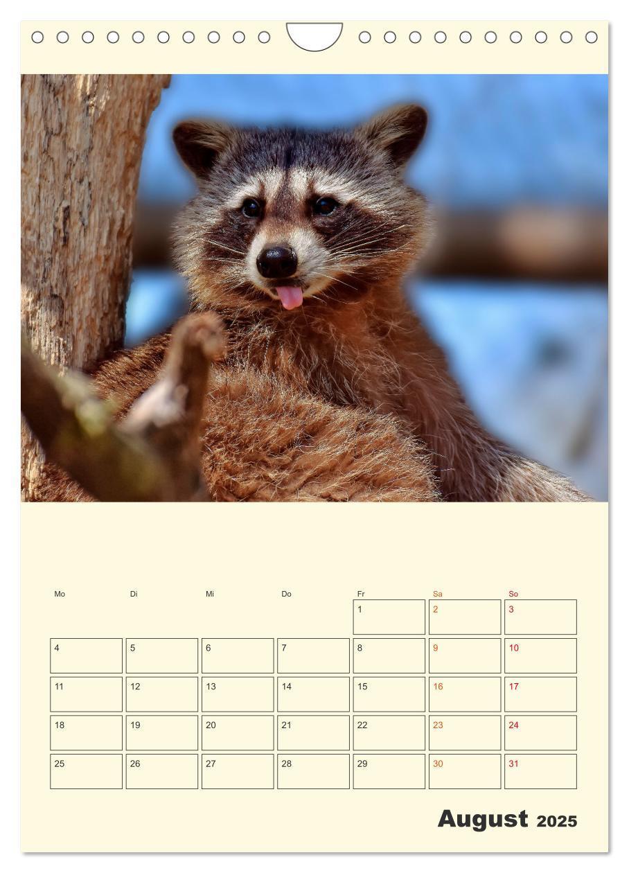 Bild: 9783435903825 | Drolliger Waschbär (Wandkalender 2025 DIN A4 hoch), CALVENDO...