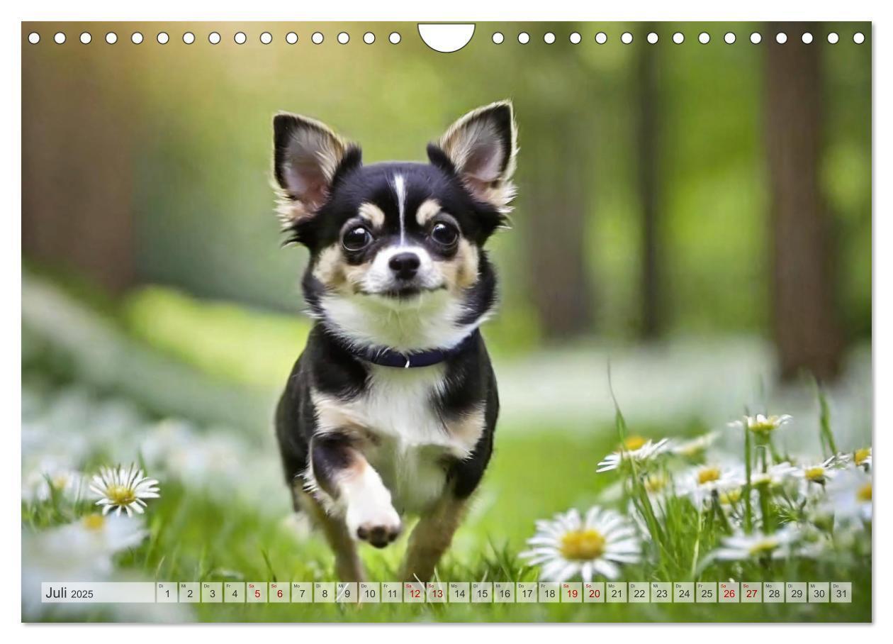 Bild: 9783383811456 | Chihuahuas - Kleine Hunde - große Temperamentbündel (Wandkalender...