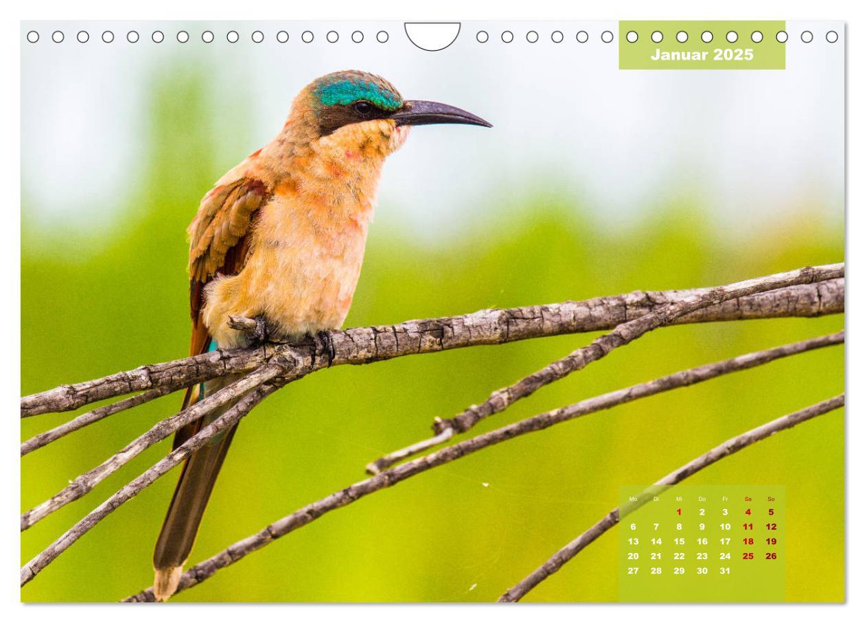 Bild: 9783435176182 | Faszinierende Tierwelt des Kruger National Parks (Wandkalender 2025...