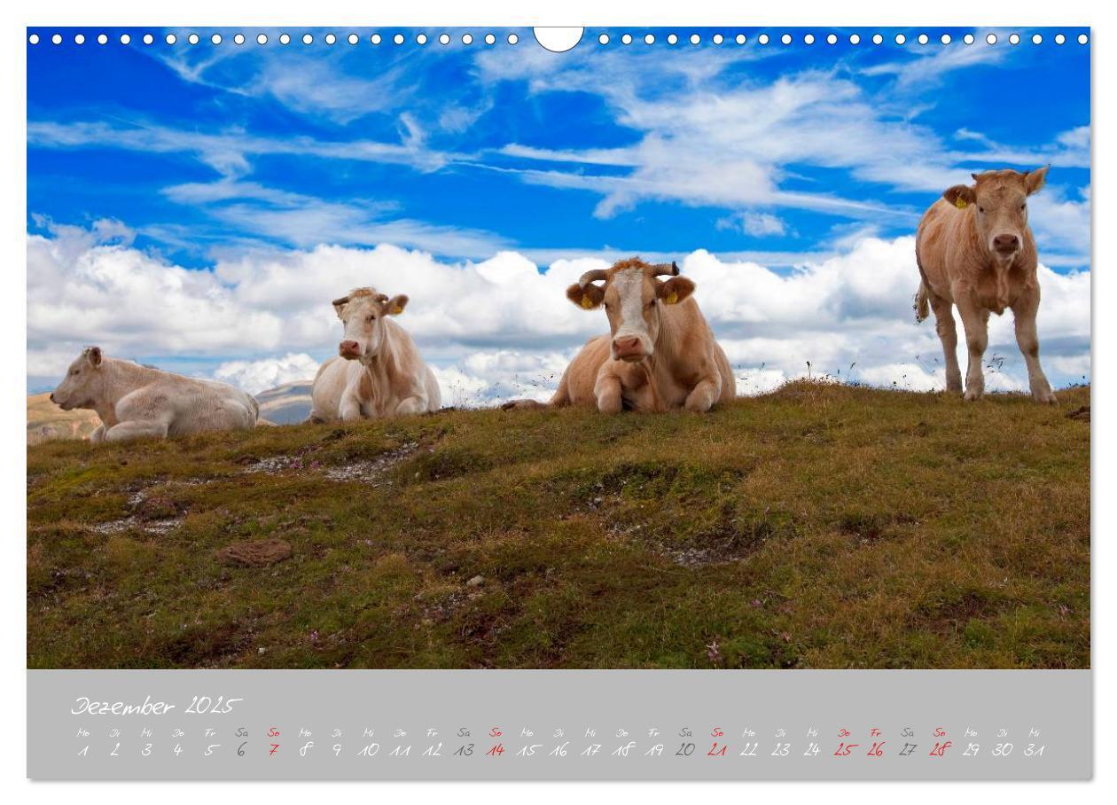 Bild: 9783435536078 | Friedliche Kühe (Wandkalender 2025 DIN A3 quer), CALVENDO...