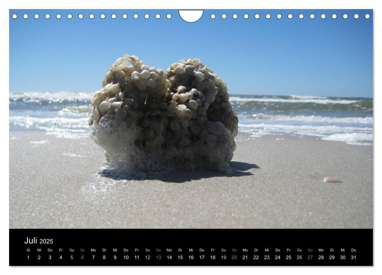 Bild: 9783435788378 | Die Insel Amrum (Wandkalender 2025 DIN A4 quer), CALVENDO...