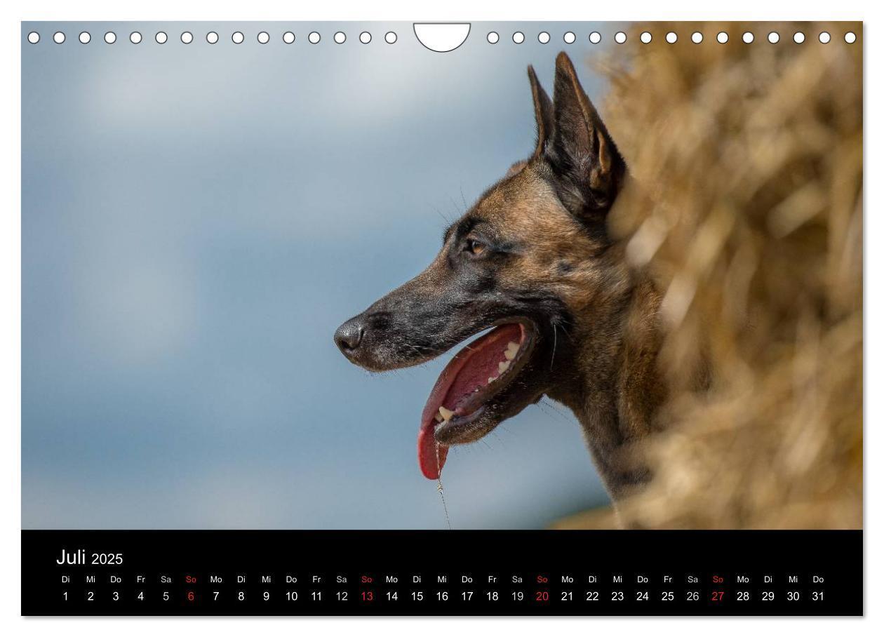 Bild: 9783435631919 | Belgischer Schäferhund - Der Malinois in Action (Wandkalender 2025...