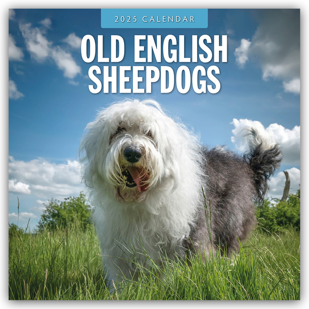 Cover: 9781804424919 | Old English Sheepdogs - Bobtail 2025 - 16-Monatskalender | Ltd | 14 S.