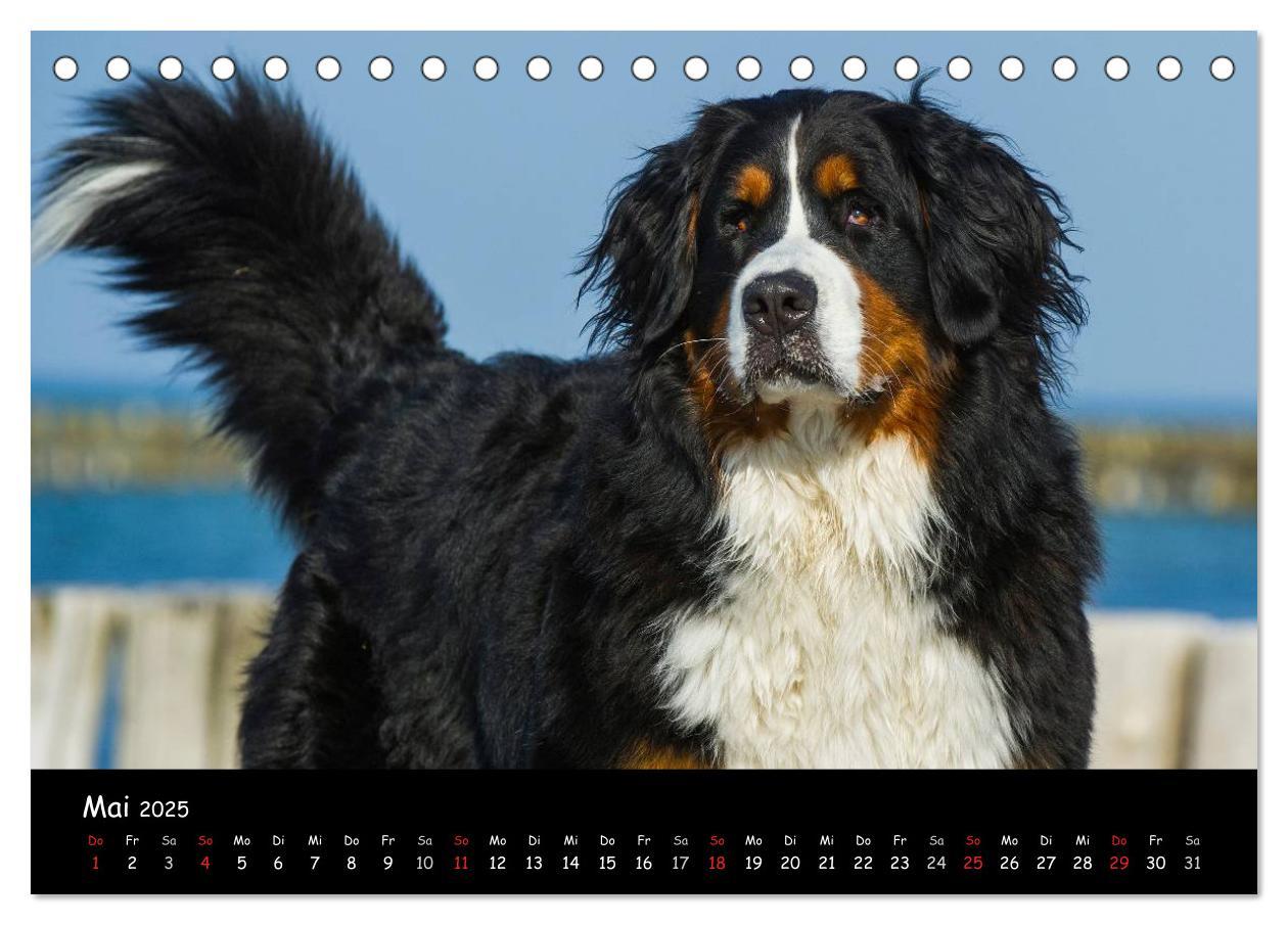 Bild: 9783435769643 | Berner Sennenhund 2025 (Tischkalender 2025 DIN A5 quer), CALVENDO...