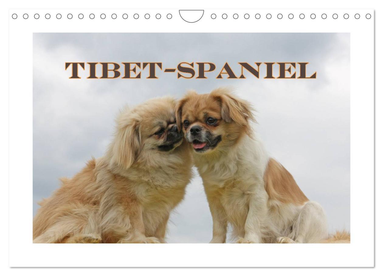 Cover: 9783435681570 | Tibet-Spaniel (Wandkalender 2025 DIN A4 quer), CALVENDO Monatskalender