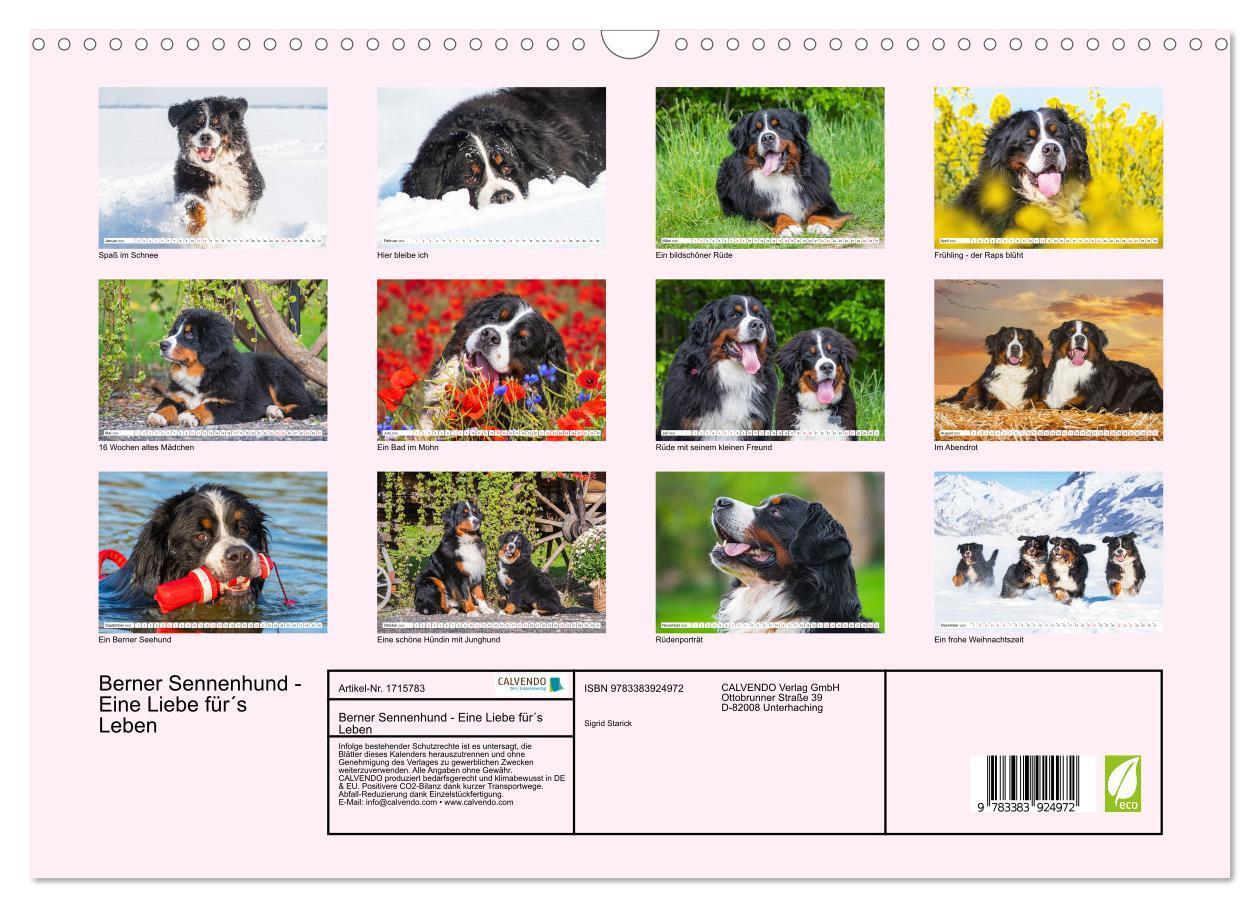 Bild: 9783383924972 | Berner Sennenhund - Eine Liebe für´s Leben (Wandkalender 2025 DIN...