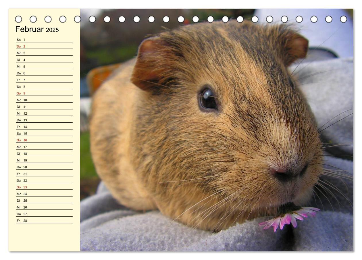 Bild: 9783435508457 | Meerschweinchen. Geliebte Nager (Tischkalender 2025 DIN A5 quer),...