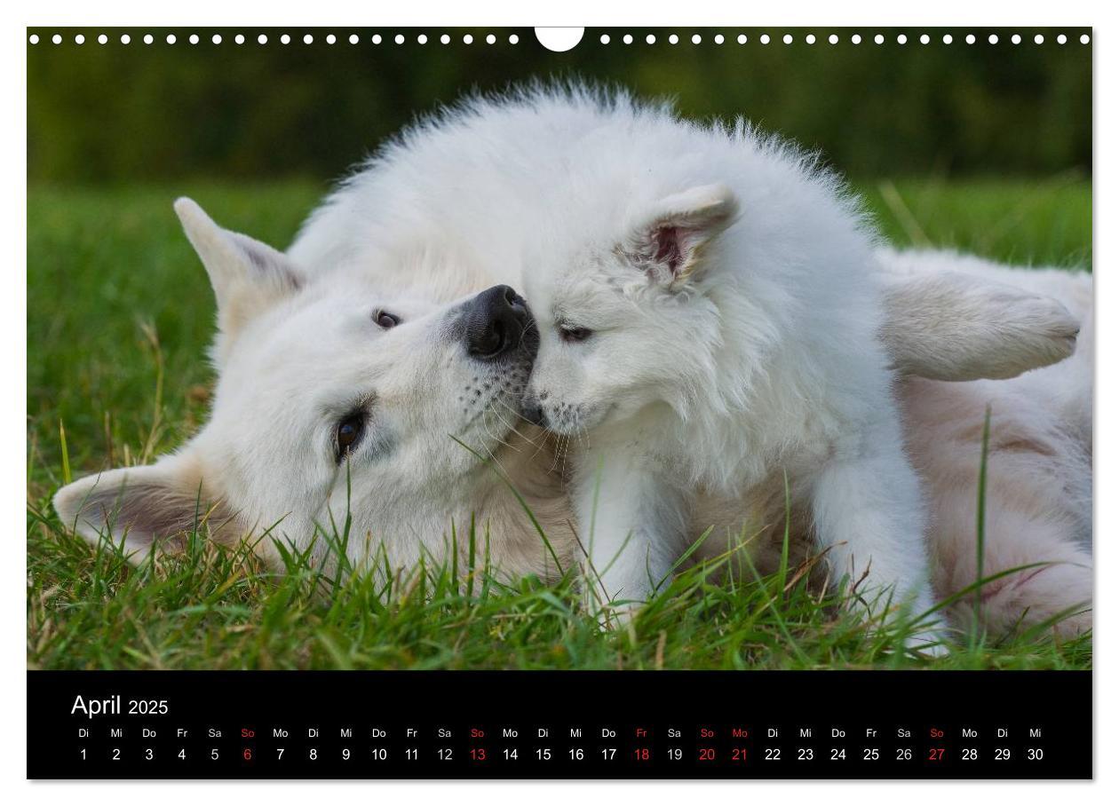 Bild: 9783435759262 | Weißer Schweizer Schäferhund - Ein Tag im Leben einer Hundefamilie...