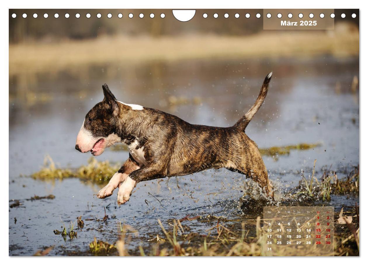 Bild: 9783435341559 | Bullterrier 2025 Frech und fröhlich durch das Jahr (Wandkalender...