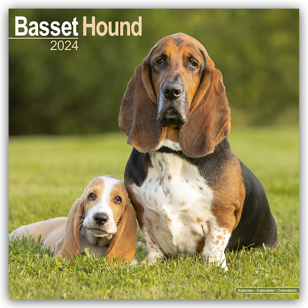 Cover: 9781804600092 | Basset Hound - Bassets 2024 - 16-Monatskalender | Ltd | Kalender