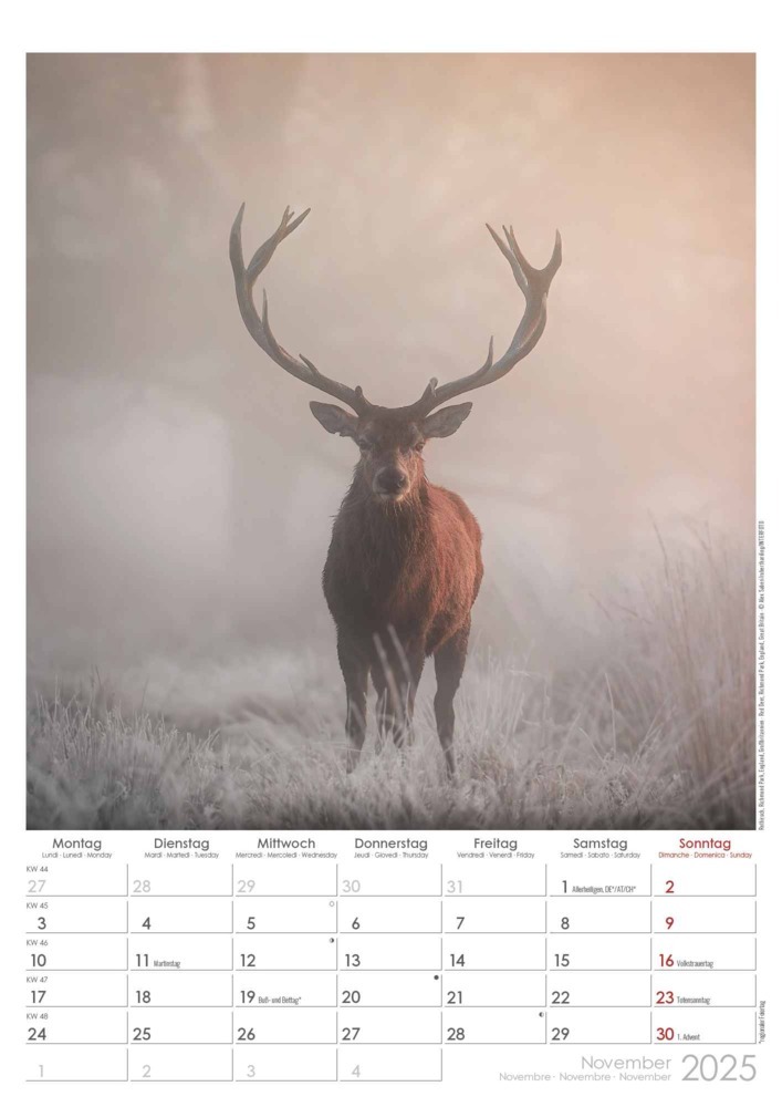 Bild: 4251732342098 | Alpha Edition - Auf der Pirsch 2025 Bildkalender, 29,7x42cm,...