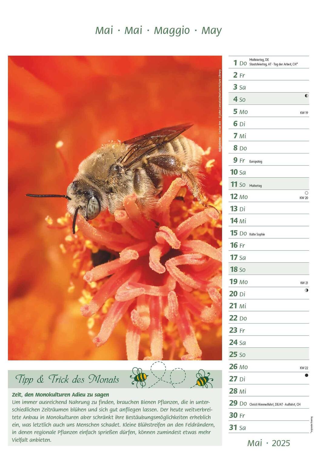 Bild: 4251732344399 | Bienen 2025 23,7x34 | Alpha Edition | Kalender | 28 S. | Deutsch