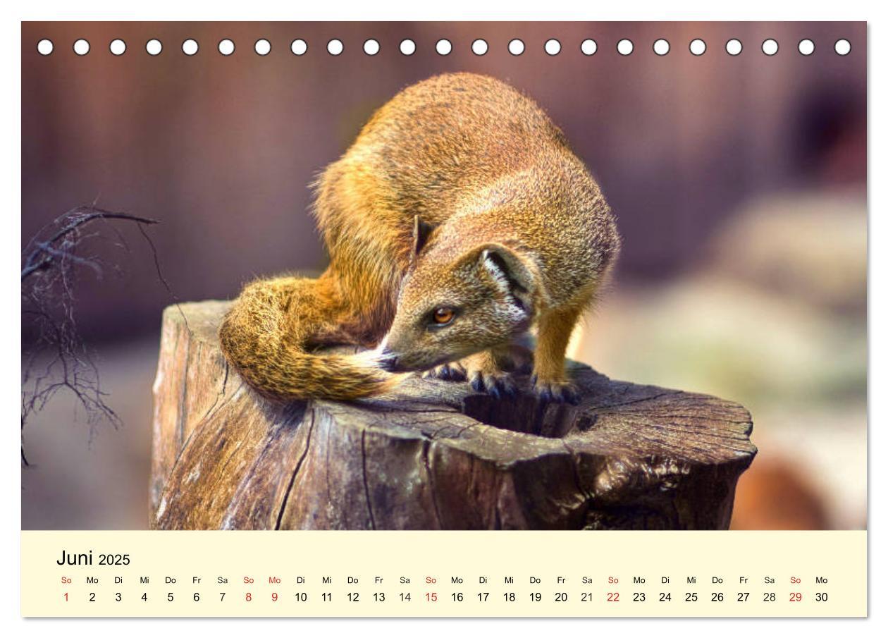 Bild: 9783435175086 | Scheue Wildtiere in heimischen Wäldern und Bergen (Tischkalender...