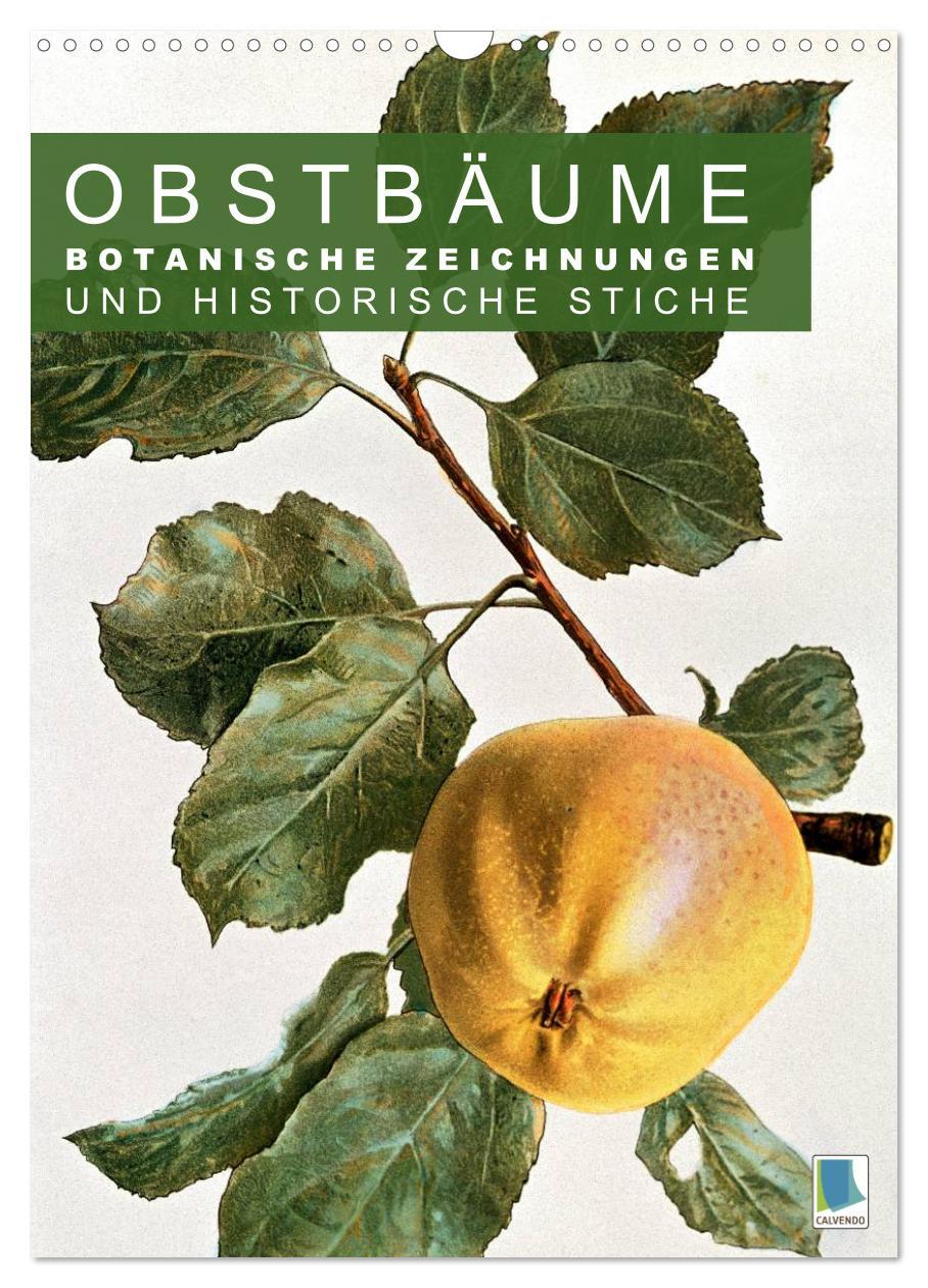 Cover: 9783457046357 | Obstbäume: Botanische Zeichnungen und historische Stiche...