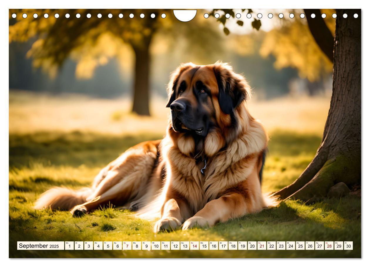 Bild: 9783457244487 | Leonberger - der zahme Löwe (Wandkalender 2025 DIN A4 quer),...