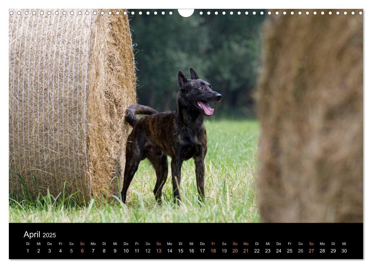 Bild: 9783435687244 | Holländischer Schäferhund (Wandkalender 2025 DIN A3 quer), CALVENDO...