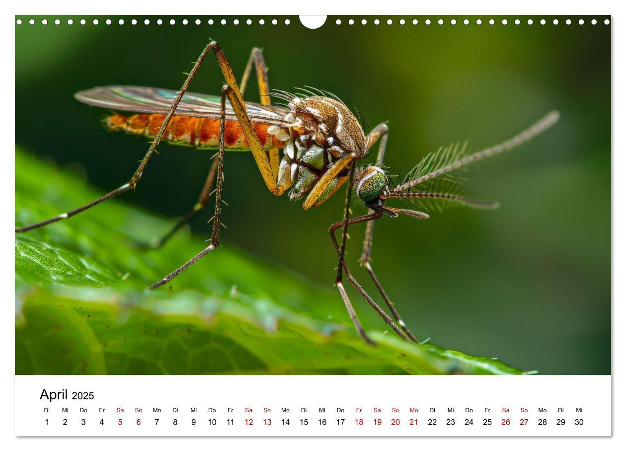 Bild: 9783383799754 | Insekten hautnah (Wandkalender 2025 DIN A3 quer), CALVENDO...