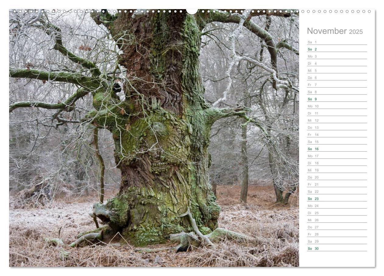 Bild: 9783435541850 | Im Deutschen Wald 2025 - ein Notizkalender (Wandkalender 2025 DIN...