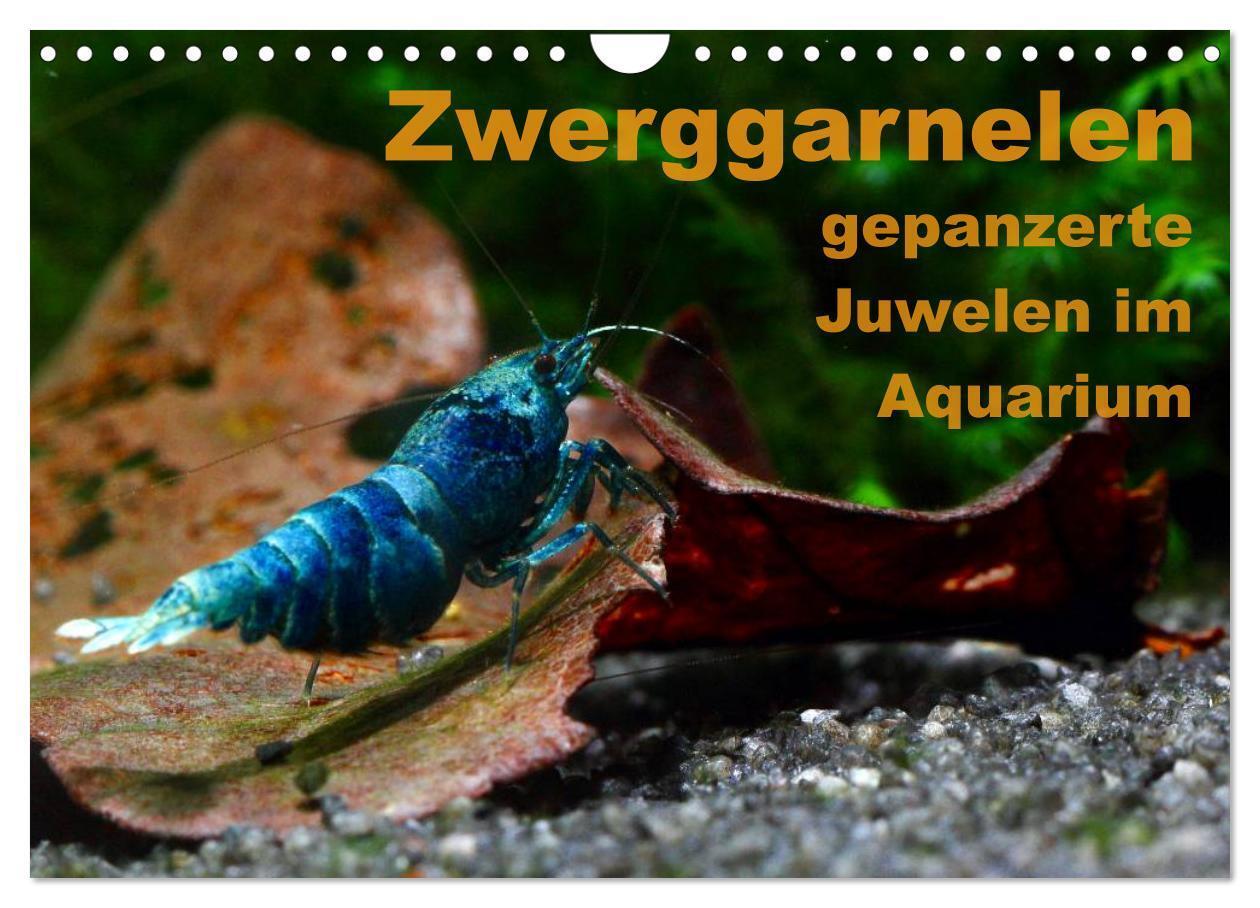 Cover: 9783675472365 | Zwerggarnelen - gepanzerte Juwelen im Aquarium (Wandkalender 2024...